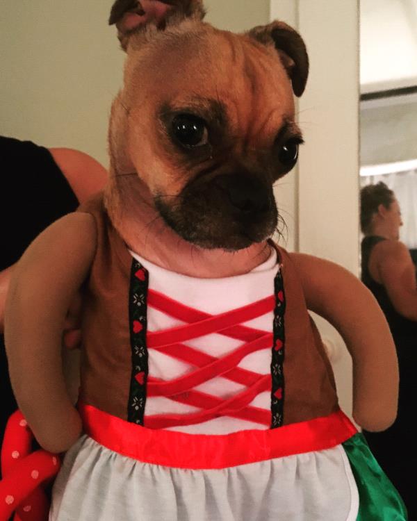 /Images/uploads/PUG NATION RESCUE OF LOS ANGELES/pugnationcalendar/entries/2363thumb.jpg